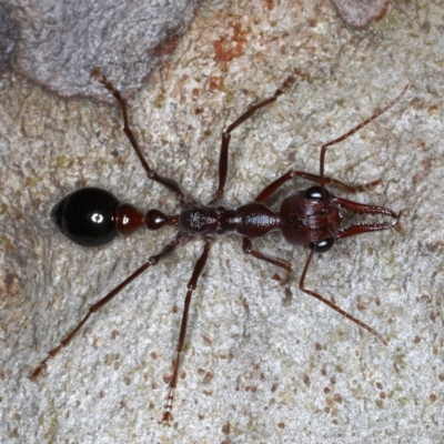 Myrmecia forficata (A Bull ant) at Mossy Point, NSW - 27 Aug 2020 by jbromilow50