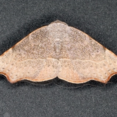 Sophta concavata (Varied Hookwing) at Mossy Point, NSW - 27 Aug 2020 by jb2602
