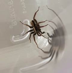 Venatrix pseudospeciosa (Wolf spider) at Queanbeyan West, NSW - 28 Aug 2020 by Speedsta