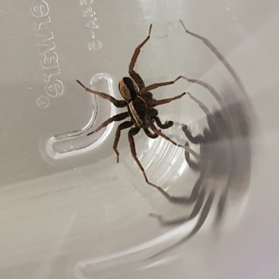 Venatrix pseudospeciosa (Wolf spider) at Queanbeyan West, NSW - 28 Aug 2020 by Speedsta