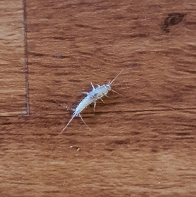 Ctenolepisma longicaudatum (Silverfish) at Queanbeyan West, NSW - 9 Aug 2020 by Speedsta