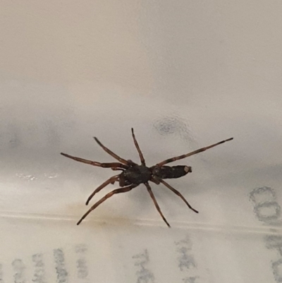 Lampona sp. (genus) (White-tailed spider) at Queanbeyan West, NSW - 1 Aug 2020 by Speedsta