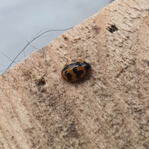 Coccinella transversalis at Queanbeyan West, NSW - 8 Jul 2020 11:28 AM