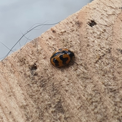 Coccinella transversalis (Transverse Ladybird) at Queanbeyan West, NSW - 8 Jul 2020 by Speedsta