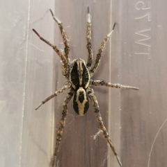 Allocosa palabunda (Palabunda wolf spider) at Jerrabomberra, NSW - 1 Jul 2020 by Speedsta