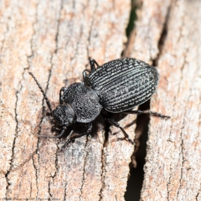 Adelium porcatum (Darkling Beetle) at Umbagong District Park - 28 Aug 2020 by Roger