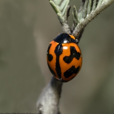 Coccinella transversalis (Transverse Ladybird) at Umbagong District Park - 28 Aug 2020 by Roger