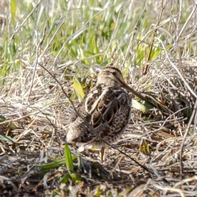 Gallinago hardwickii (Latham's Snipe) at Fyshwick, ACT - 24 Aug 2020 by Roger