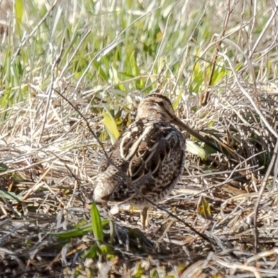 Gallinago hardwickii (Latham's Snipe) at Jerrabomberra Wetlands - 24 Aug 2020 by Roger