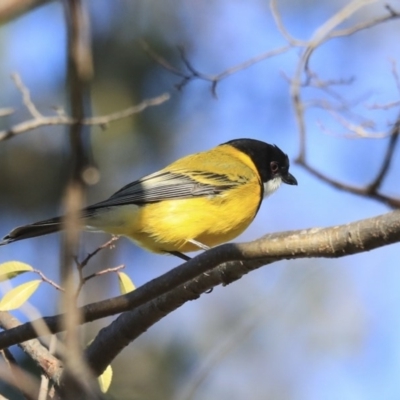 Pachycephala pectoralis (Golden Whistler) at Higgins, ACT - 25 Aug 2020 by AlisonMilton