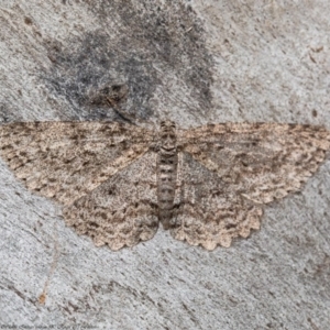 Ectropis fractaria at Latham, ACT - 27 Aug 2020