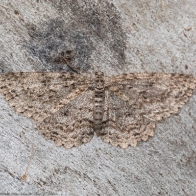 Ectropis fractaria (Ringed Bark Moth) at Umbagong District Park - 27 Aug 2020 by Roger