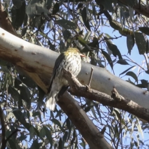 Oriolus sagittatus at Bruce, ACT - 28 Aug 2020 09:21 AM