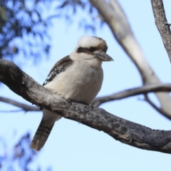 Dacelo novaeguineae at Bruce, ACT - 28 Aug 2020