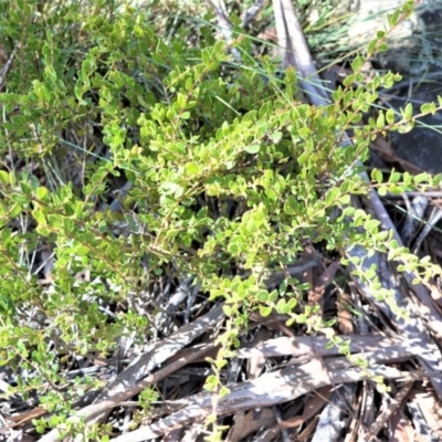 Acacia hispidula at Longreach, NSW - 27 Aug 2020 by plants