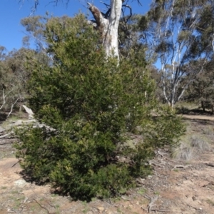 Acacia mearnsii at Carwoola, NSW - 26 Aug 2020