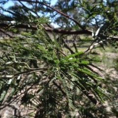 Acacia mearnsii at Carwoola, NSW - 26 Aug 2020