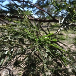 Acacia mearnsii at Carwoola, NSW - 26 Aug 2020