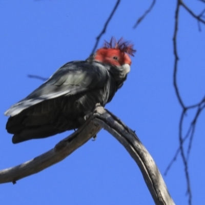 Callocephalon fimbriatum (Gang-gang Cockatoo) at Gossan Hill - 28 Aug 2020 by AlisonMilton