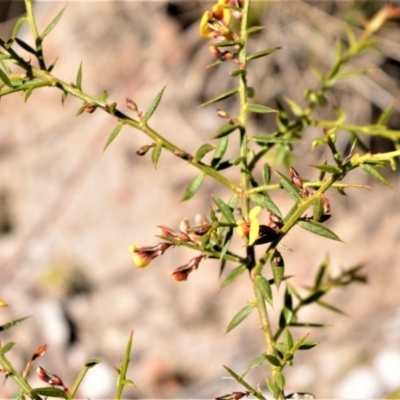 Daviesia ulicifolia (Gorse Bitter-pea) at Longreach, NSW - 28 Aug 2020 by plants