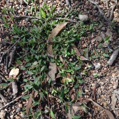 Einadia nutans (Climbing Saltbush) at Carwoola, NSW - 26 Aug 2020 by AndyRussell