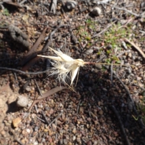 Rytidosperma sp. at Carwoola, NSW - 26 Aug 2020