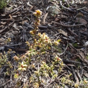 Monotoca scoparia at Carwoola, NSW - 26 Aug 2020