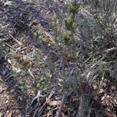 Brachyloma daphnoides (Daphne Heath) at Carwoola, NSW - 26 Aug 2020 by AndyRussell