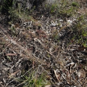 Aristida ramosa at Carwoola, NSW - 26 Aug 2020