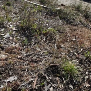 Aristida ramosa at Carwoola, NSW - 26 Aug 2020