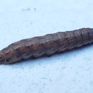 Noctuidae unclassified IMMATURE moth at Holt, ACT - 28 Aug 2020 04:10 PM