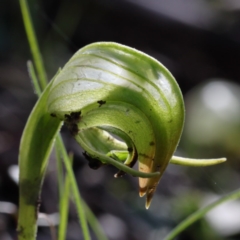 Pterostylis nutans (Nodding Greenhood) at Point 5833 - 28 Aug 2020 by ConBoekel