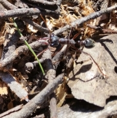Myrmecia forficata (A Bull ant) at Yass River, NSW - 28 Aug 2020 by SenexRugosus