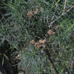 Cassinia quinquefaria (Rosemary Cassinia) at Bruce, ACT - 27 Aug 2020 by ConBoekel