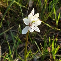 Burchardia umbellata (Milkmaids) at Albury - 28 Aug 2020 by ClaireSee