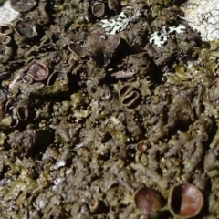 Parmeliaceae (family) (A lichen family) at Carwoola, NSW - 26 Aug 2020 by JanetRussell