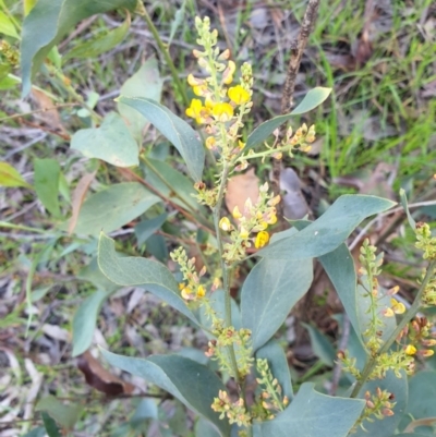 Daviesia latifolia (Hop Bitter-Pea) at Albury, NSW - 28 Aug 2020 by ClaireSee