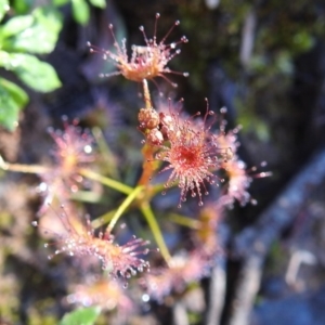 Drosera sp. at Acton, ACT - 28 Aug 2020