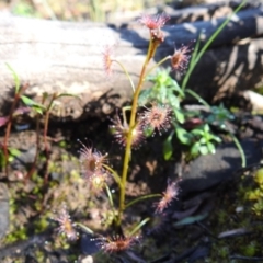 Drosera sp. at Acton, ACT - 28 Aug 2020