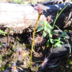 Drosera sp. at Acton, ACT - 28 Aug 2020