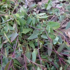 Einadia nutans subsp. nutans (Climbing Saltbush) at Carwoola, NSW - 26 Aug 2020 by JanetRussell