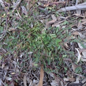 Einadia nutans subsp. nutans at Carwoola, NSW - 26 Aug 2020