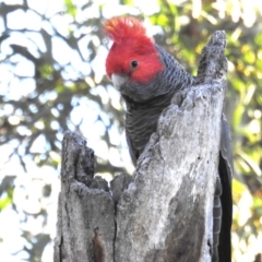 Callocephalon fimbriatum (Gang-gang Cockatoo) at Acton, ACT - 28 Aug 2020 by HelenCross
