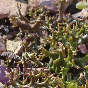 Cladia aggregata at Carwoola, NSW - 26 Aug 2020