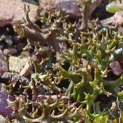 Cladia aggregata (A lichen) at Carwoola, NSW - 26 Aug 2020 by JanetRussell