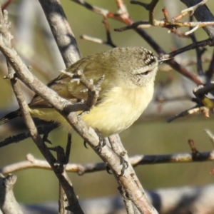 Acanthiza chrysorrhoa at Tuggeranong DC, ACT - 28 Aug 2020