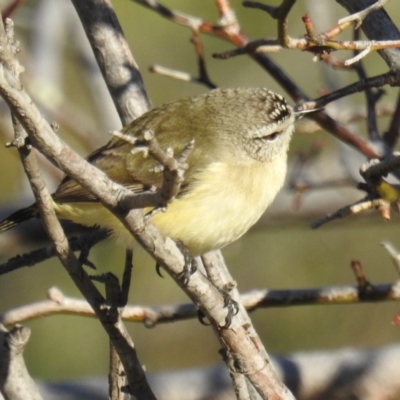 Acanthiza chrysorrhoa (Yellow-rumped Thornbill) at Tuggeranong DC, ACT - 28 Aug 2020 by HelenCross