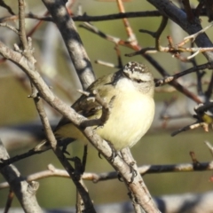 Acanthiza chrysorrhoa at Tuggeranong DC, ACT - 28 Aug 2020