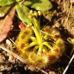 Drosera sp. (A Sundew) at Tuggeranong DC, ACT - 28 Aug 2020 by HelenCross