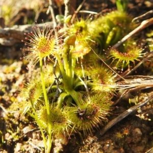 Drosera sp. at Tuggeranong DC, ACT - 28 Aug 2020